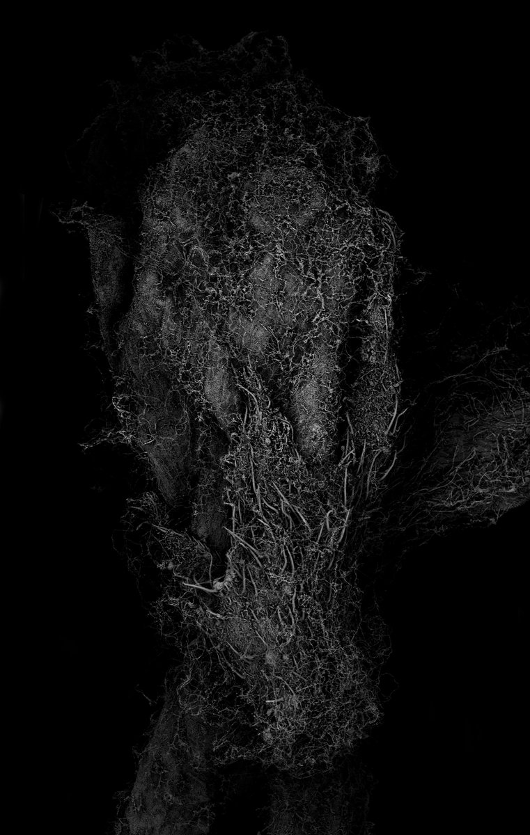 kikoh_matsuura's tweet photo. 'Withered Plant'
Scanning Electron Microscope
No.758
Image width: 3.09mm
Archived DOI: 10.5281/zenodo.18616670
#kikohmatsuura
#witheredplant
#scanningelectronmicroscopy
#sciart https://t.co/KLVBgAv1l7