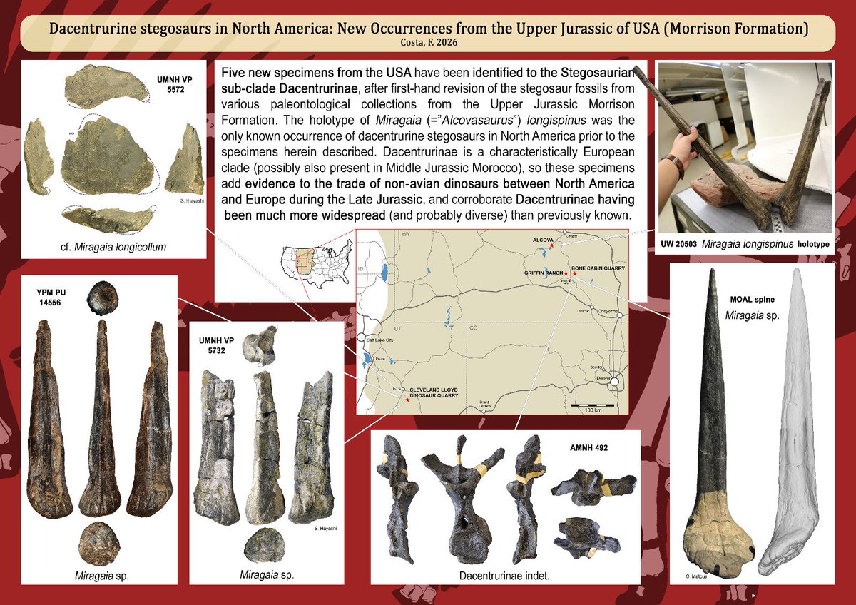 Hey, for this #FossilFriday check the new work by our teammate Francisco Costa about more occurrences if the genus #Miragaia in North America! (graphical abstract by Francisco Costa)

mdpi.com/1424-2818/18/3…