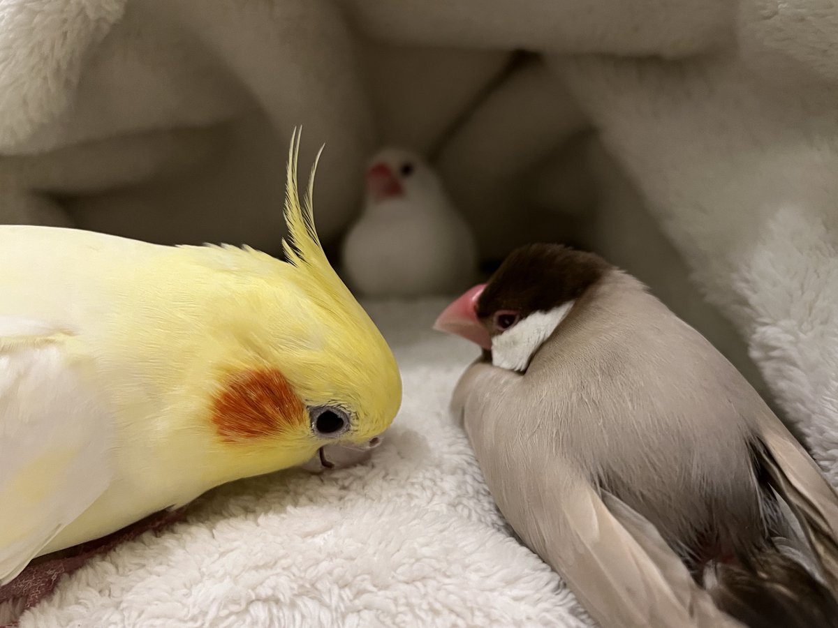 ふみたん (@140humitan) / Posts / X