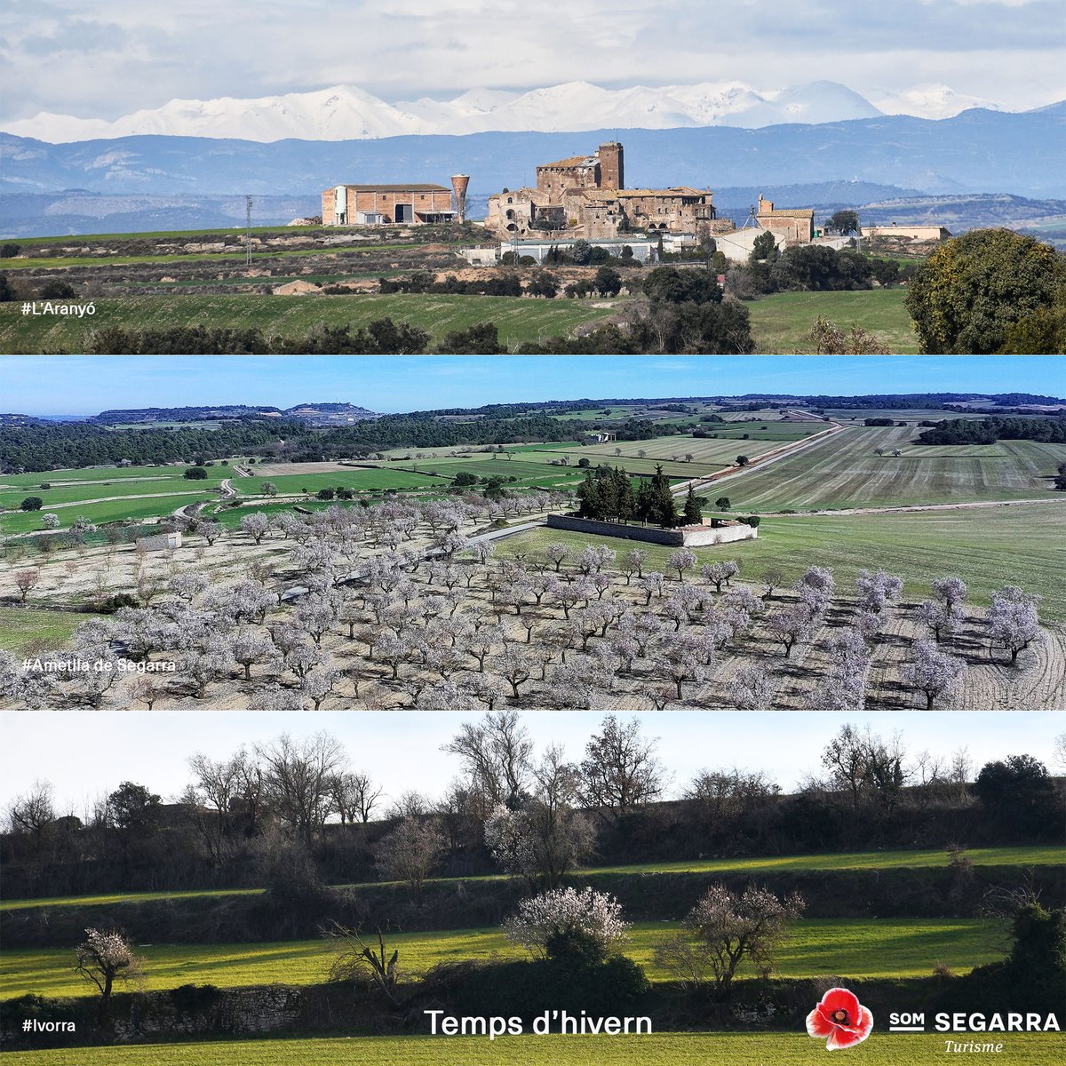 Som Segarra tweet media