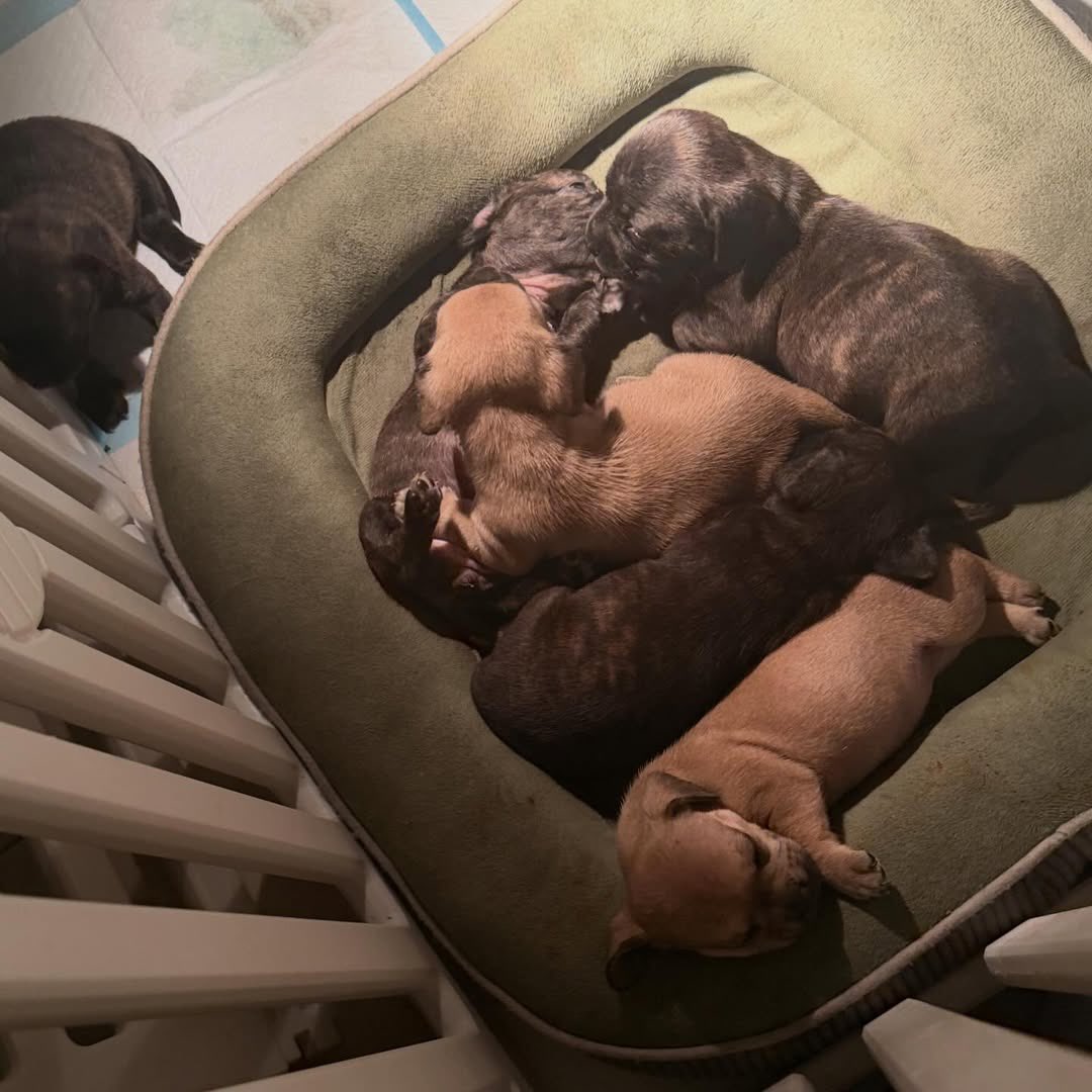 Ig: belly.tinny.gummy 
อุนตามาอัพเดตหลานๆ ให้ดูแล้ว 😆

instagram.com/p/DVQa3WtE71i/…