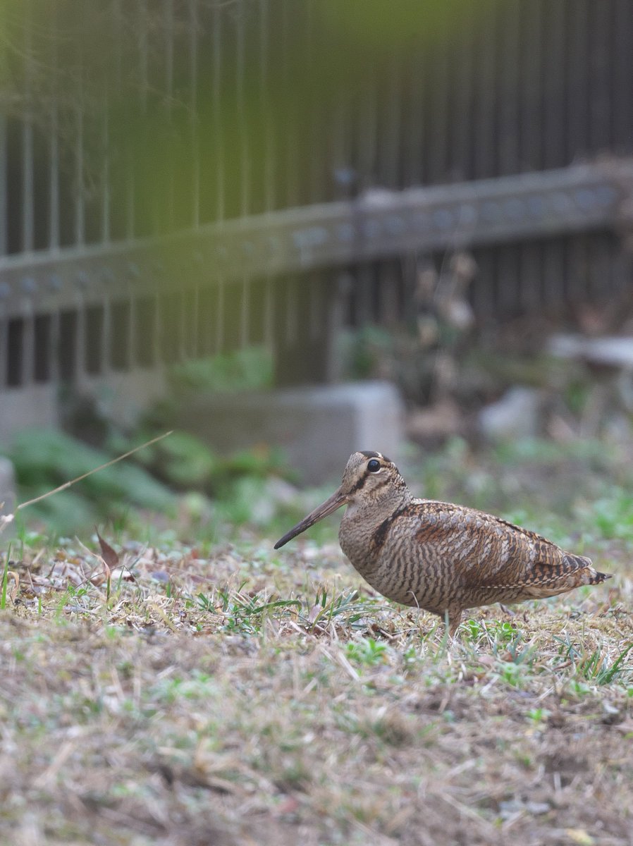 住宅地に囲まれた公園のちょっとした湿地にいてビックリ😮