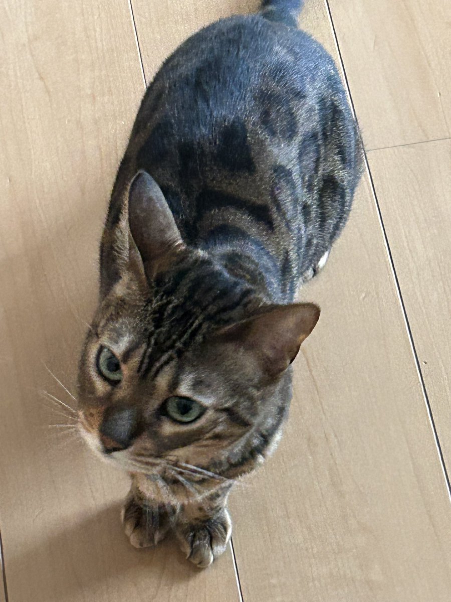 mnb_1972's tweet photo. 愛猫ベンガル♂４歳😺
迫り来るふうです https://t.co/N0cMuBD4Yy