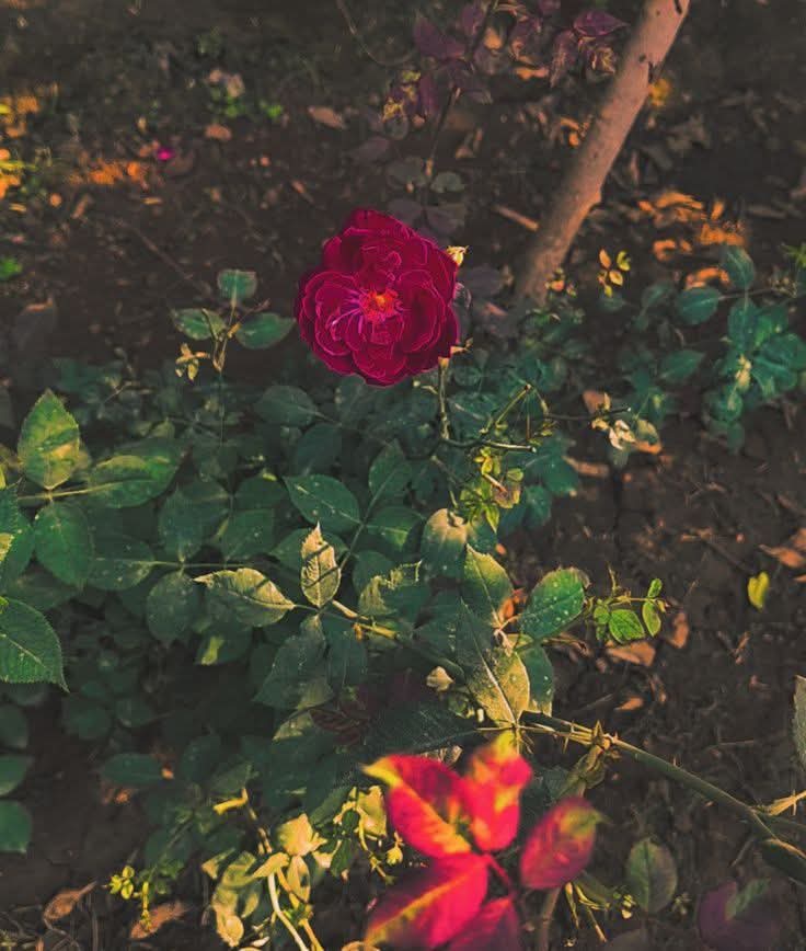 ম্যাচুরিটি এক ধরণের অভিনয়, সব কিছু বুঝেও না বুঝার অভিনয় করাটাই ম্যাচুরিটি।