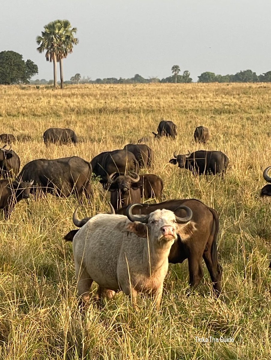Meet The Albino Cape Buffalo - A Special Encounter