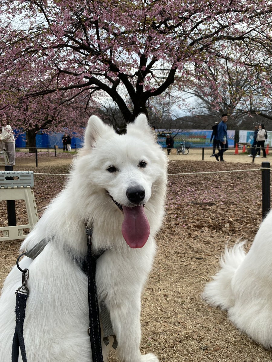 春が来た！🌸 #超サモエド #サモエド #samoyed