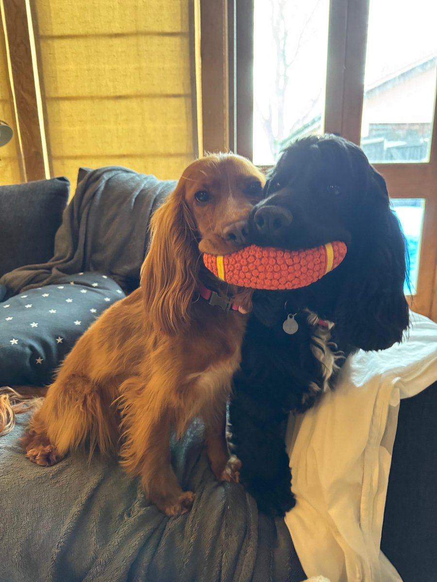 Max the baby doggie - and Coco pops tweet media