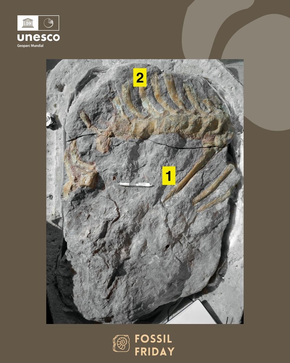 Geoparc Orígens tweet media