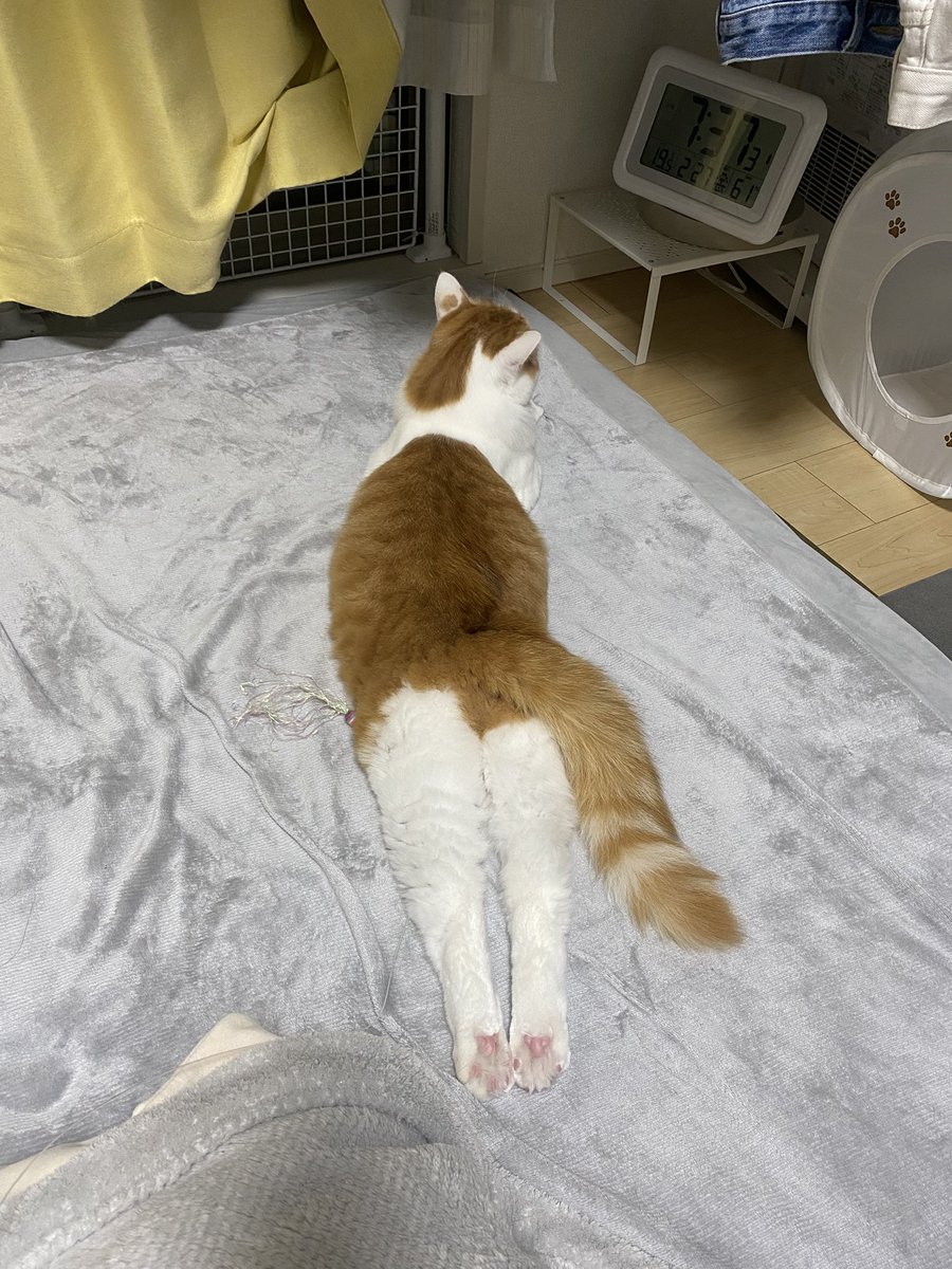 Post by きなぽっ毳ョスᐠ( ᐛ )ᐟよしこ on X: このまま寛ぐねこ