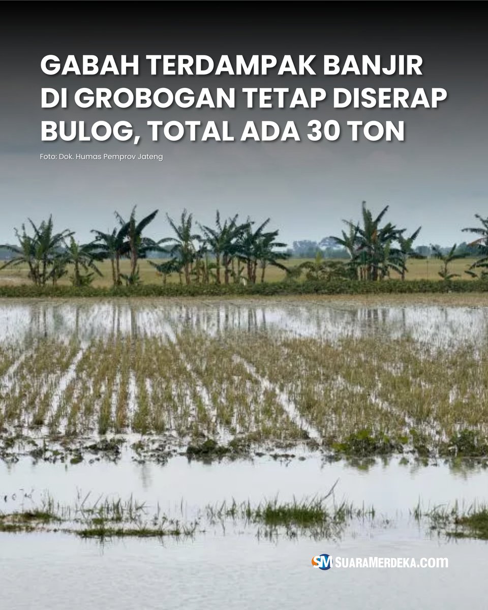 suaramerdeka's tweet photo. Perum Bulog melakukan penyerapan gabah petani terdampak banjir di Kabupaten Grobogan. Total ada 30 ton gabah yang diserap Bulog dari sawah yang terendam banjir Grobogan.

#suaramerdeka #suaramerdekacom #suaramerdekanetwork #gabah #banjir #grobogan #bulog https://t.co/sUWGQ8ccc0