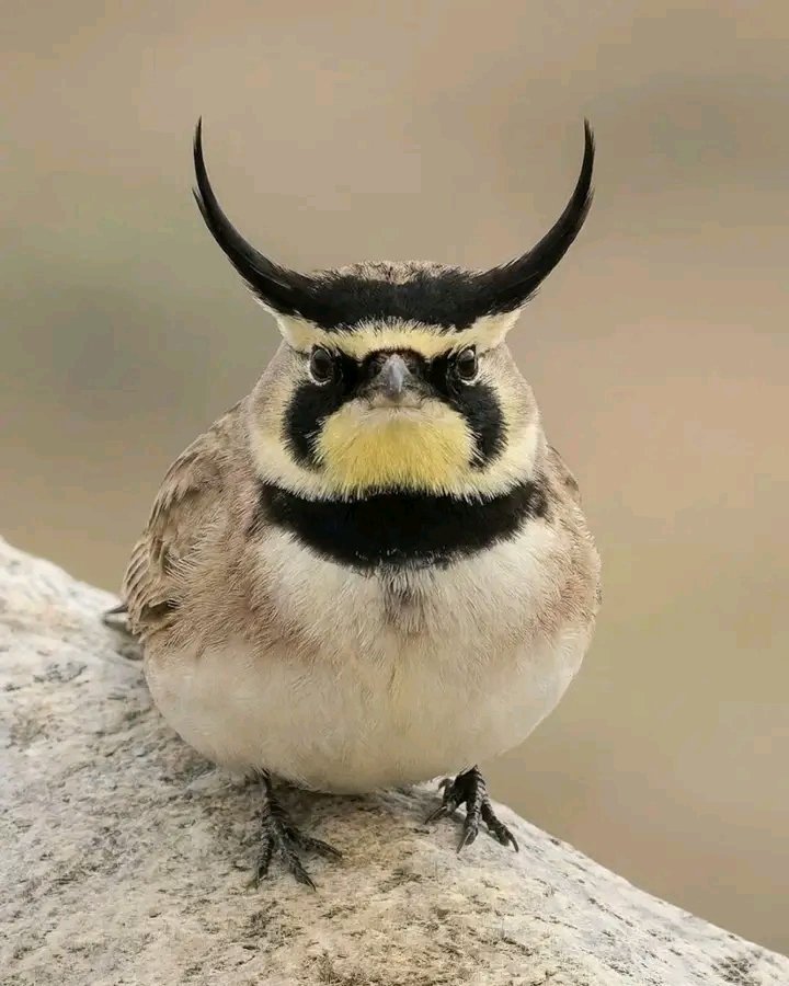 AmazingNature00's tweet photo. Temminck’s Lark.

This desert specialist from North Africa sports striking facial markings and two tiny feather "horns."

A small bird with a bold crown.

#Birds #Wildlife #Desert #Nature https://t.co/Y6H2zVOxcF