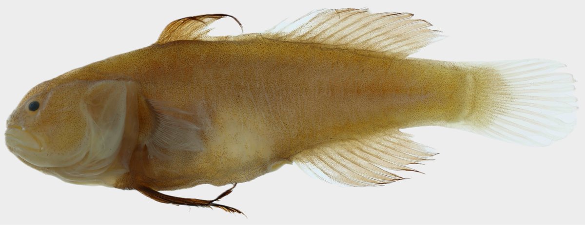 Institute of Vertebrate Biology tweet media