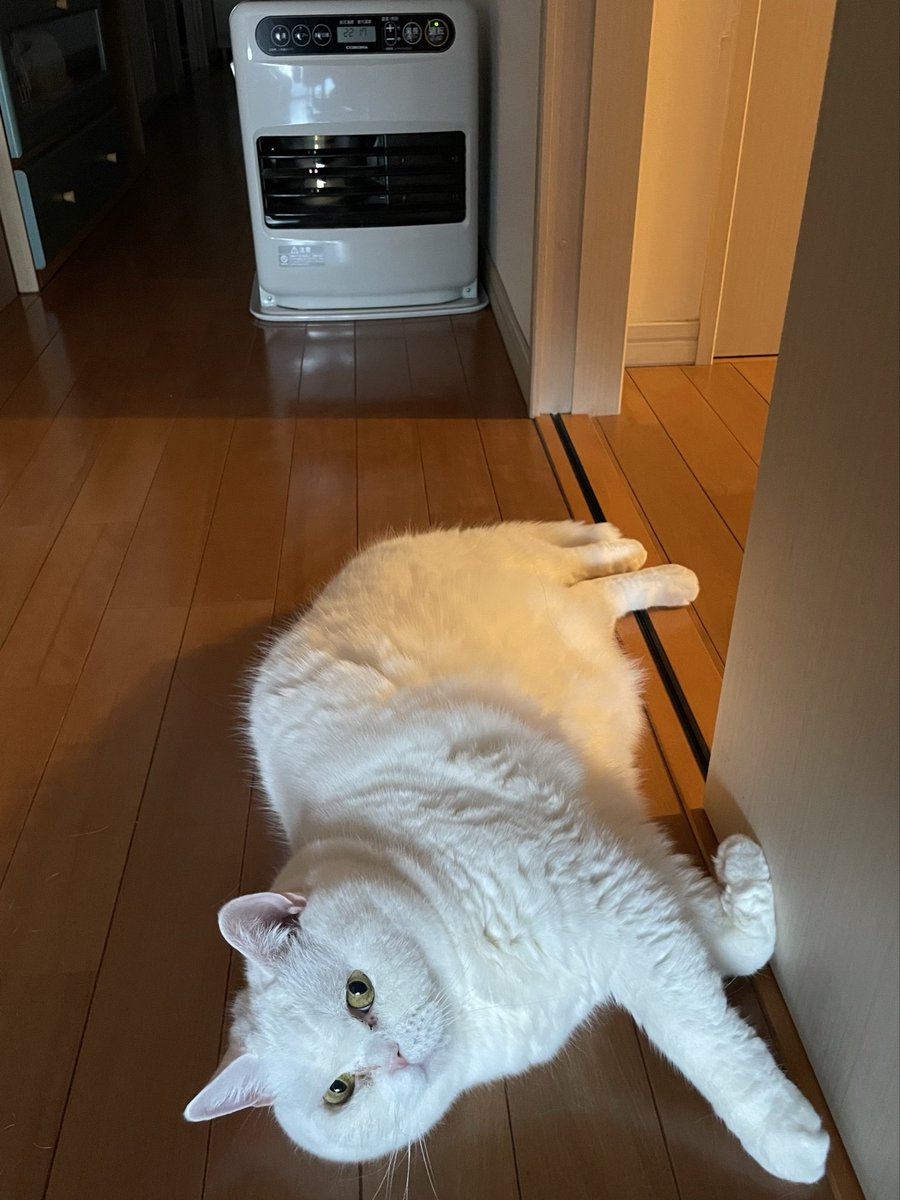 「人が通りますよー」とか関係ない寒がりは、
今日も絶妙な場所に横たわって暖まっています