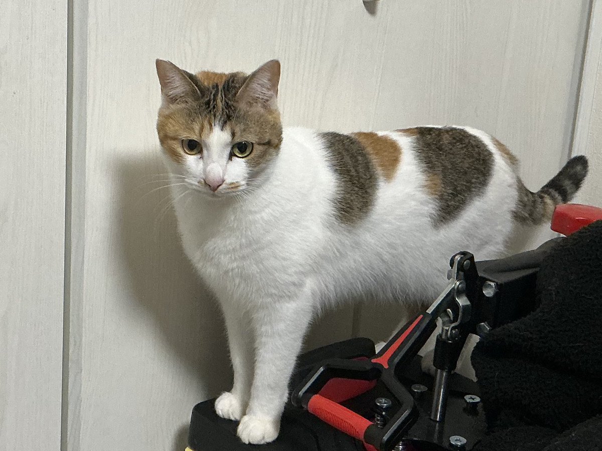 セルゥゥゥゥァァァァァ (@cellbururu) / Posts / X