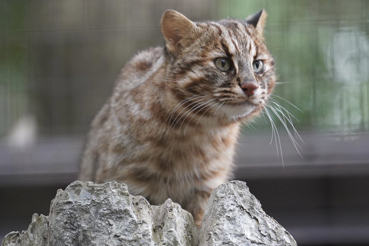 KEMOKEMO56's tweet image. コウくん😼

#ツシマヤマネコ　#ズーラシア　#コウ