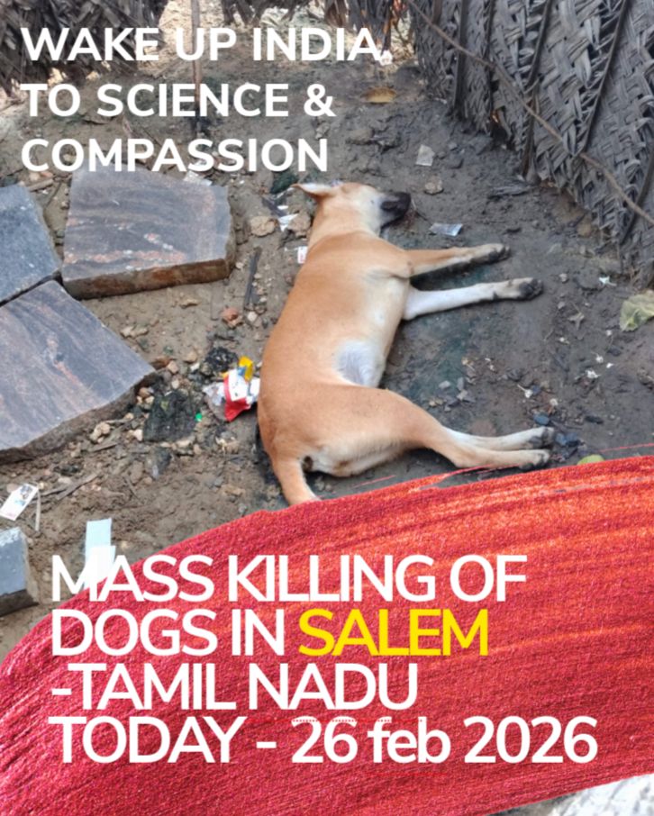 Mass killing of community dogs in Salem, Tamil Nadu (26 Feb 2026).

Under the ABC Rules, 2023 and the Prevention of Cruelty to Animals Act, 1960, killing street dogs is illegal except in certified terminal medical cases.

Population control is sterilisation + vaccination.
Killing