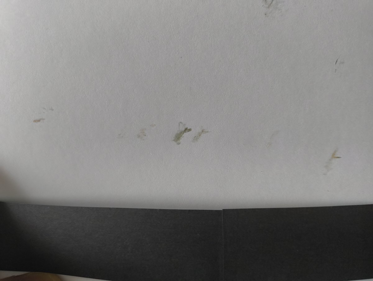 𝓟𝓼𝔂𝓬𝓱𝓸_𝓒𝓪𝓽🐦 tweet media