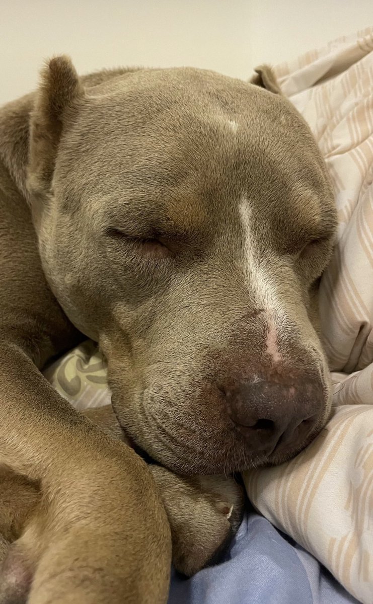 Niall Harbison tweet media