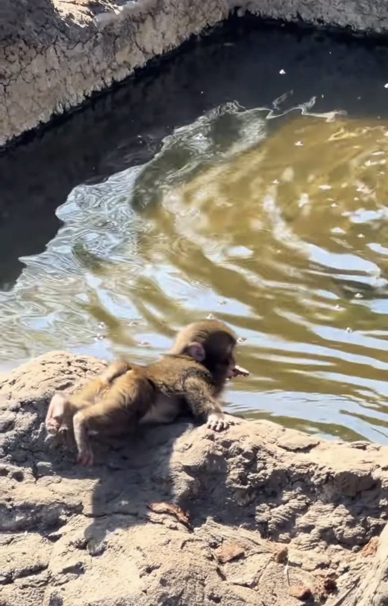 펀치 뒷태 어쩔거임?ㅋㅋㅋ너무귀엽잖아🥹

#punch #punchi