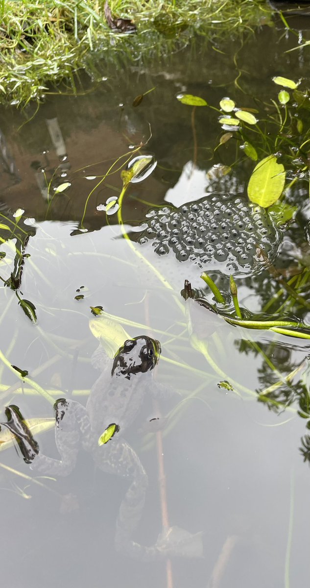 DerbyshireBT's tweet photo. Lovely find in the pond this morning. https://t.co/YJxv1m7Kja