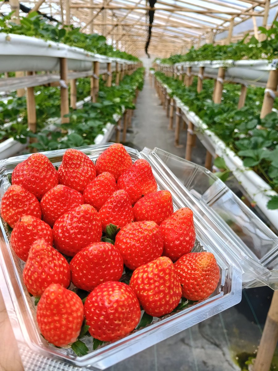 tukang stroberi main Tomodachi Life tweet media