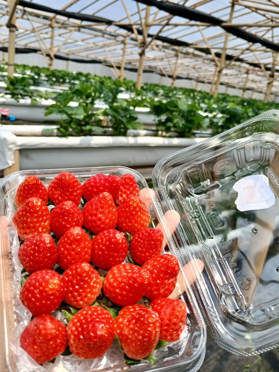 tukang stroberi main Tomodachi Life tweet media