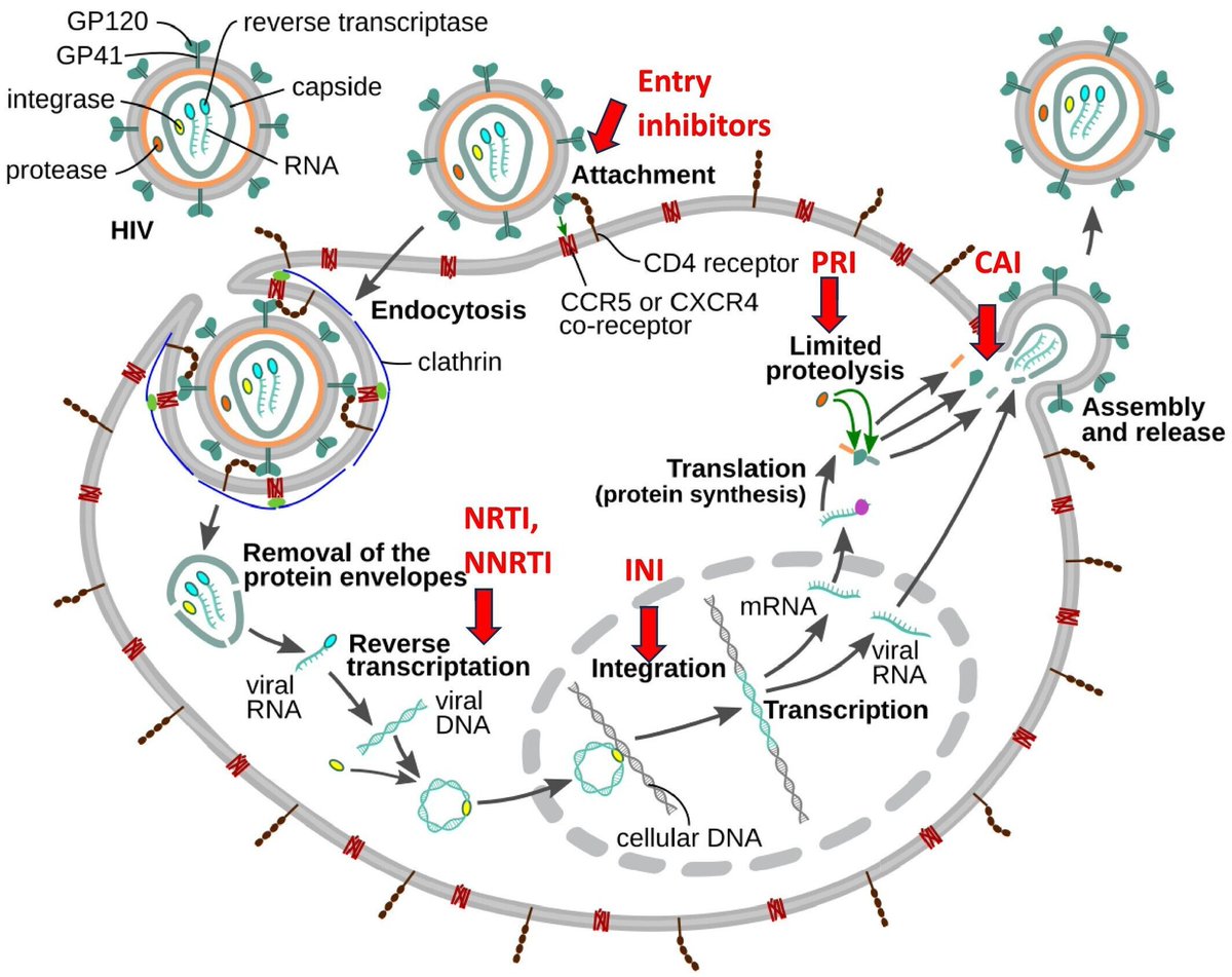 Microbial Biotechnology (MBT) tweet media
