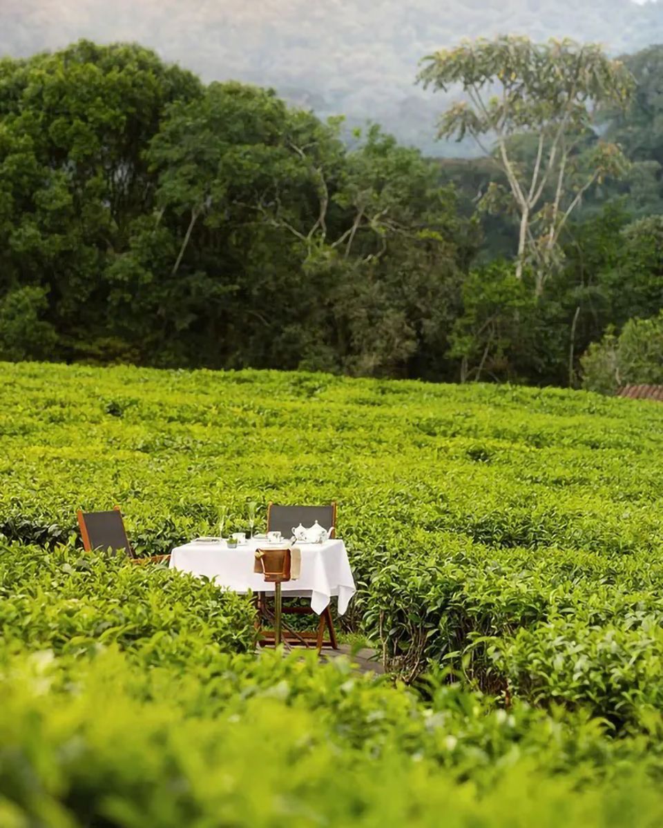 Mist Rwanda Safaris tweet media