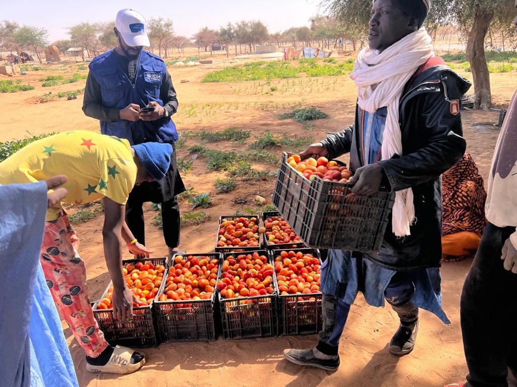 OIMMauritanie's tweet photo. Plus d’un an après l’appui de l’OIM, la coopérative de Hssey Lebyadh prospère : 370,5 kg de légumes/semaine (14 820 MRU). Une réussite qui illustre durabilité, résilience climatique et cohésion communautaire. https://t.co/MNFCb2HpRD