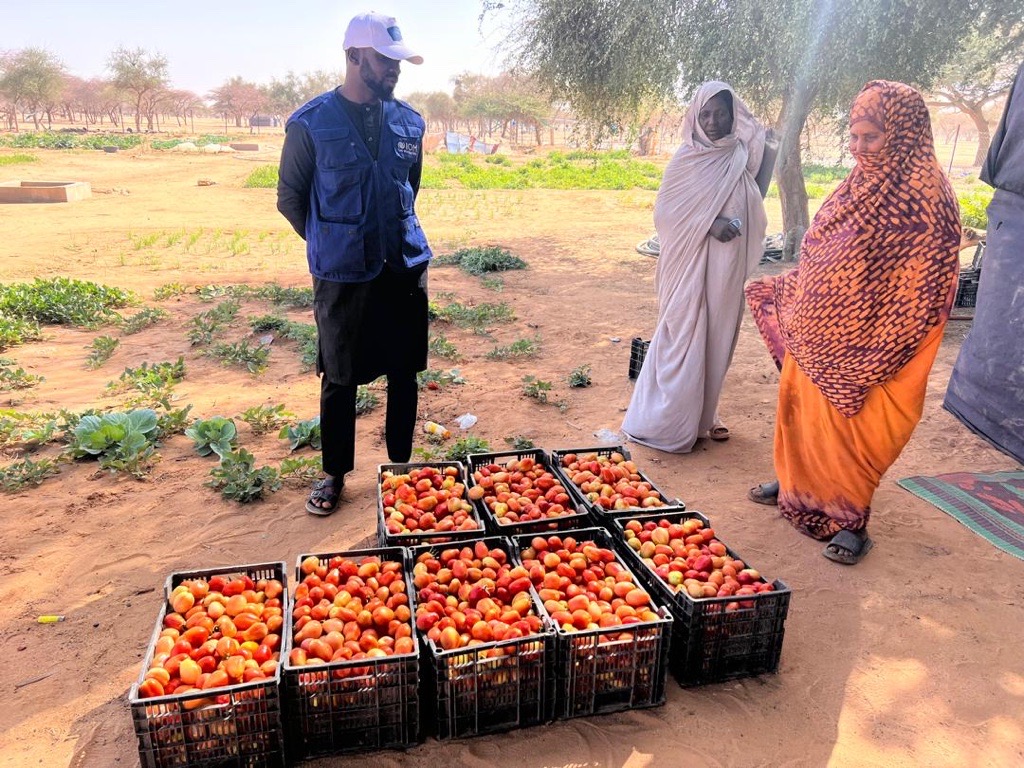 OIMMauritanie's tweet photo. Plus d’un an après l’appui de l’OIM, la coopérative de Hssey Lebyadh prospère : 370,5 kg de légumes/semaine (14 820 MRU). Une réussite qui illustre durabilité, résilience climatique et cohésion communautaire. https://t.co/MNFCb2HpRD