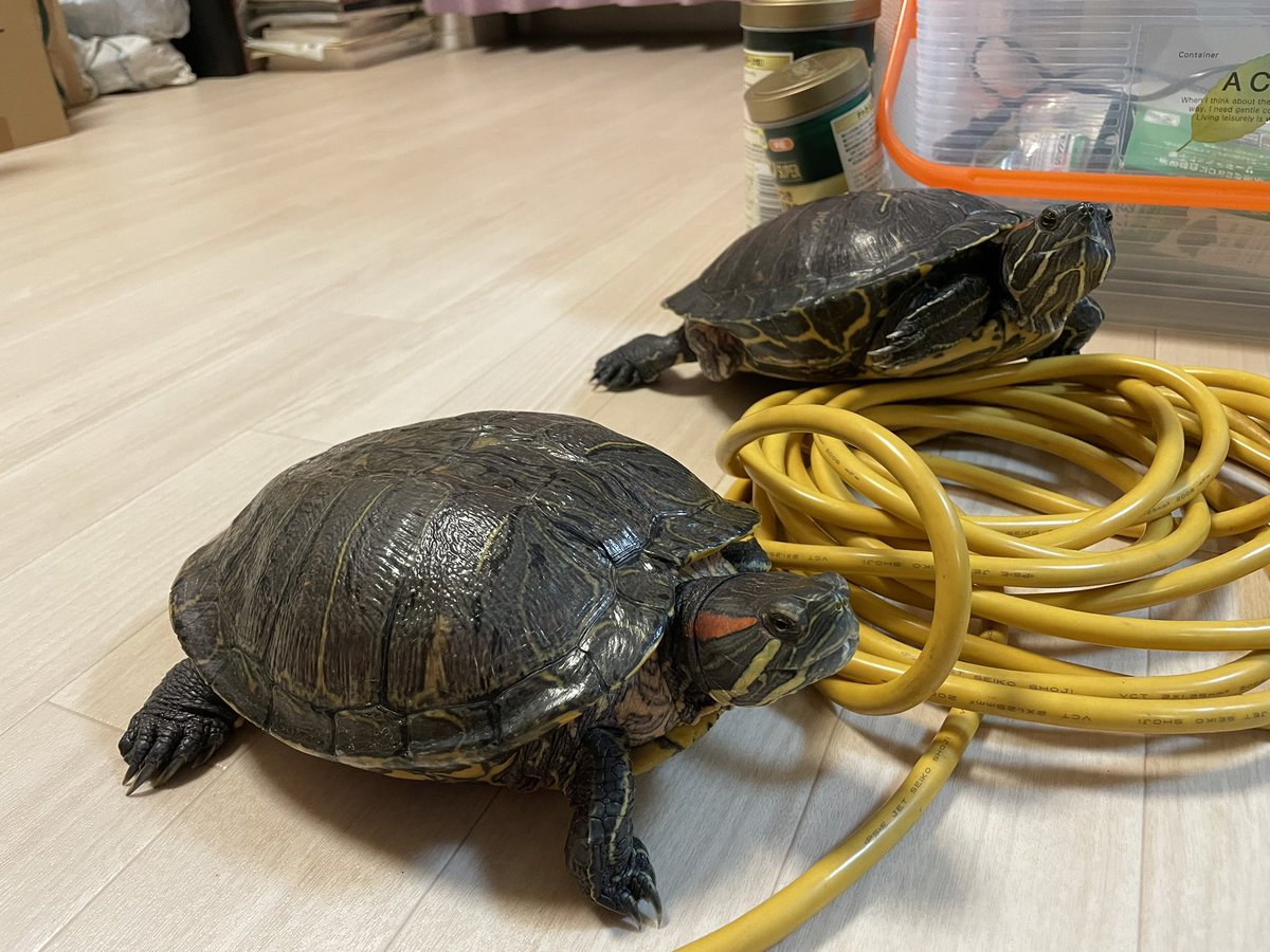 ただいま〜😊🐢🐢🐢🎶 朝のちびちゃん→今のちびちゃん