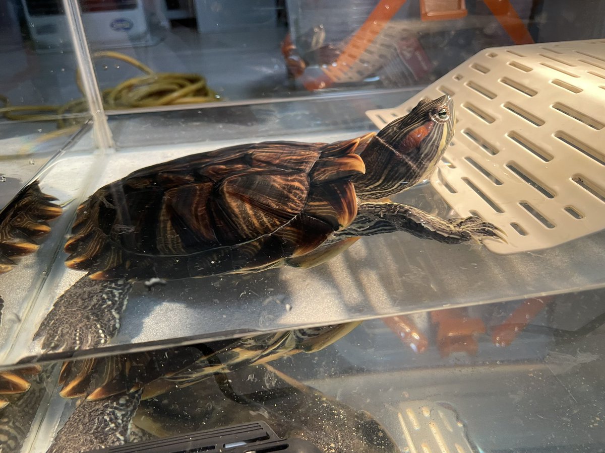 ただいま〜😊🐢🐢🐢🎶 朝のちびちゃん→今のちびちゃん