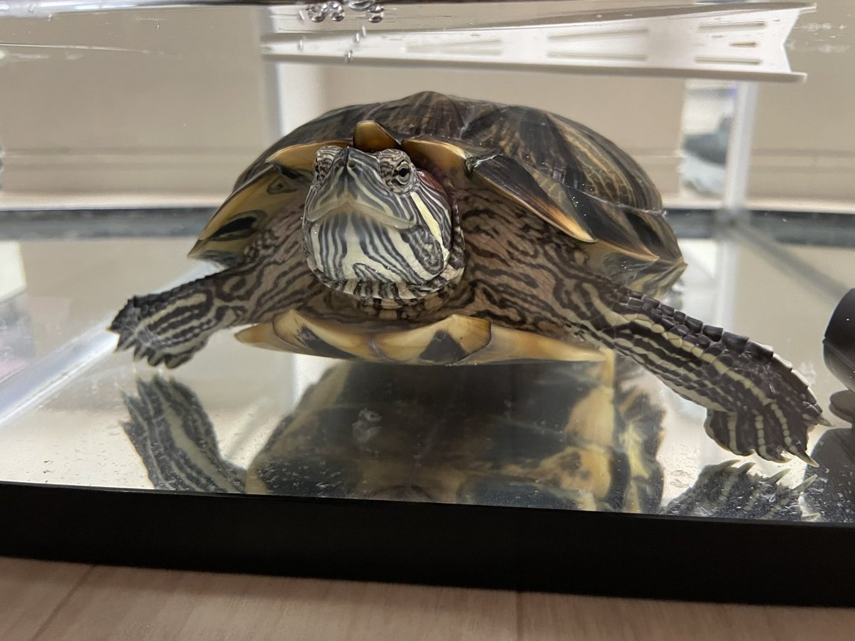 ただいま〜😊🐢🐢🐢🎶 朝のちびちゃん→今のちびちゃん