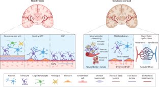 DanielJDrucker's tweet photo. Obesity and neurodegeneration https://t.co/ElmEd0MPbp https://t.co/eJgTUAxMDQ