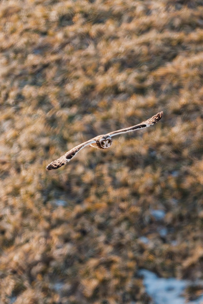 ミスログ tweet media