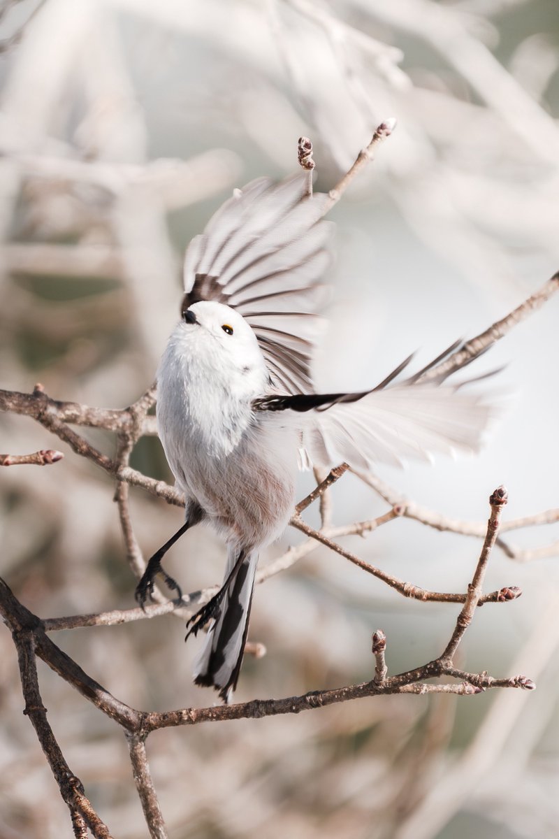 ミスログ tweet media