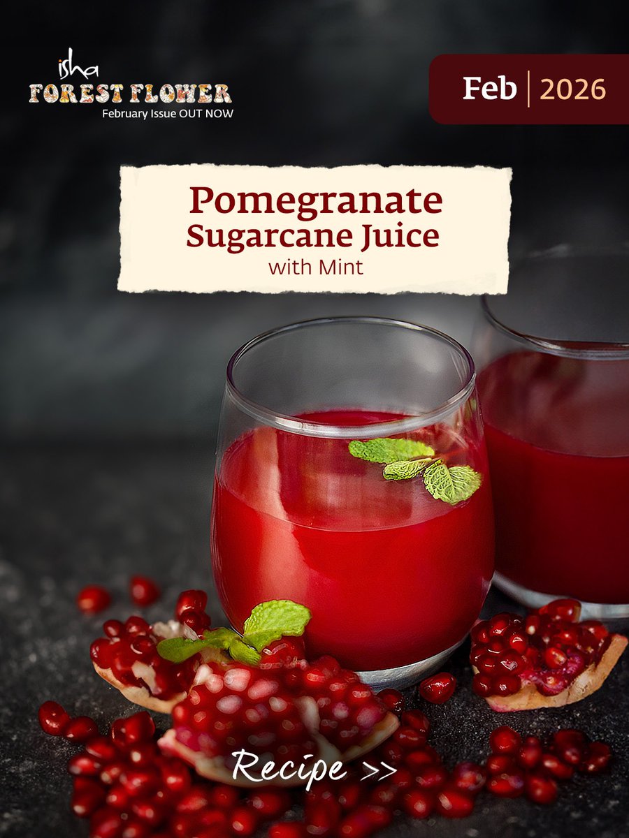 ishafoundation's tweet image. As the temperatures climb, this cool mix of sugarcane, pomegranate, lemon, and mint is the perfect hydration – light, refreshing, and full of antioxidant-rich goodness.

Get the full recipe in the February edition of Isha Forest Flower – OUT NOW:
isha.co/ForestFlower-F…