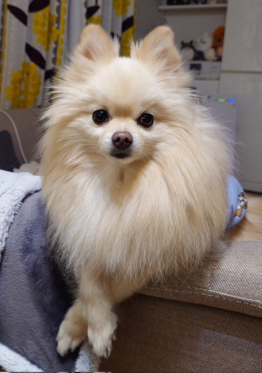 haruno1024's tweet image. おててクロスでイケメン🐶✨

#ポメラニアン #pomeranian