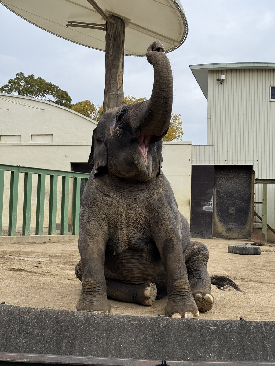 ズゼちゃん、ありがとう
いつも元気もらってるよ

2026.2.15
#王子動物園 #アジアゾウ #ズゼ