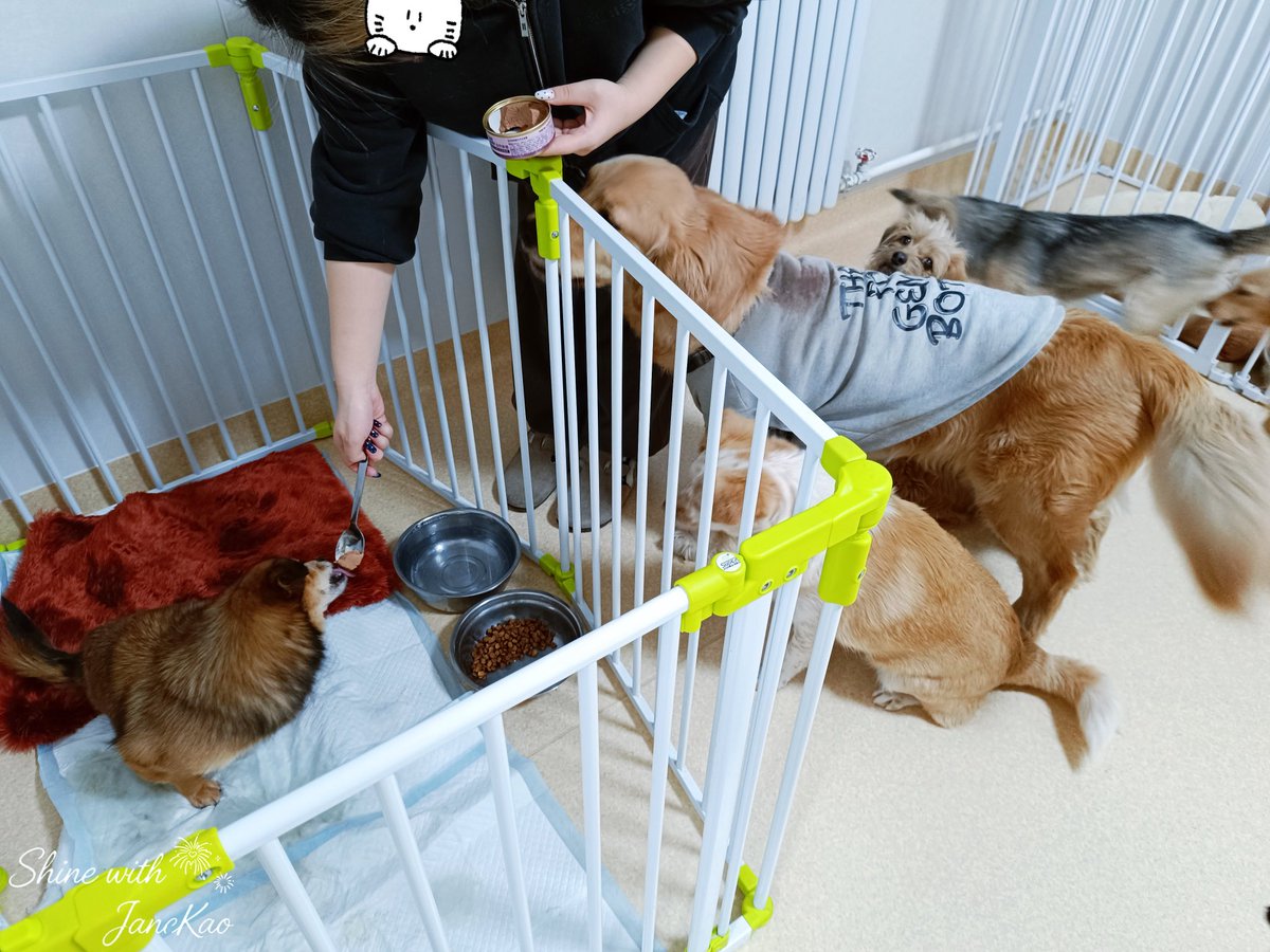 Shinewith9779's tweet photo. Because of the Spring Festival logistics delays, the photos only just arrived, but the little animals have now received  Kao Supassara’s love!🥰🥰

@janeeeyeh 
@Kaosupassara9 

#KaoJaneJaneKao 
#9779s_supporting 
#เก้าเจนเจนเก้า
#supassra_sp 
#janeeyeh https://t.co/vNGCzVabRl