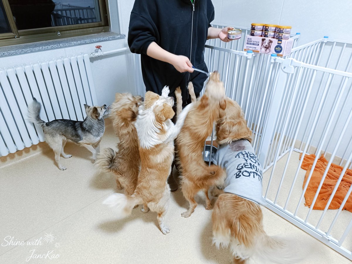 Shinewith9779's tweet photo. Because of the Spring Festival logistics delays, the photos only just arrived, but the little animals have now received  Kao Supassara’s love!🥰🥰

@janeeeyeh 
@Kaosupassara9 

#KaoJaneJaneKao 
#9779s_supporting 
#เก้าเจนเจนเก้า
#supassra_sp 
#janeeyeh https://t.co/vNGCzVabRl