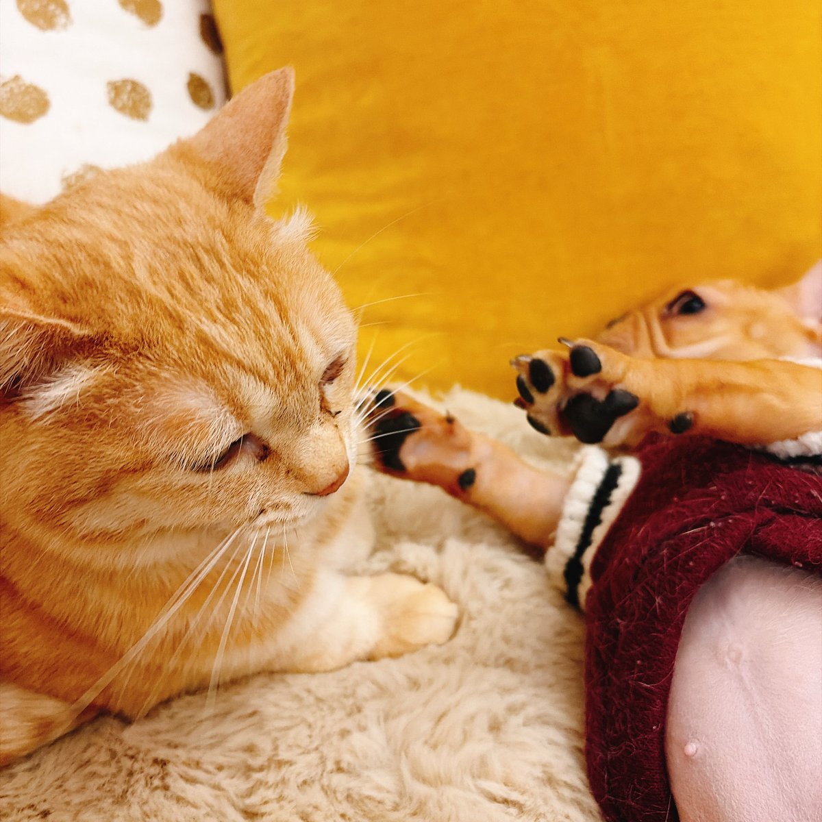 りーすけ tweet media