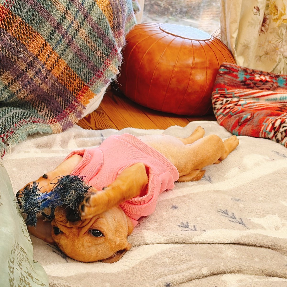 りーすけ tweet media