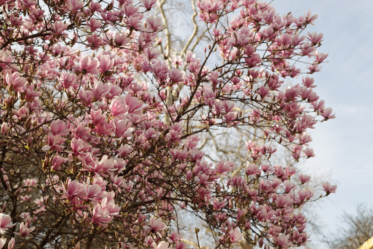 🌸 Le magnolia est en fleurs

📸 Le moment idéal pour venir l’admirer… et peut-être poser devant ?

#JardinDuLuxembourg #LuxembourgGarden