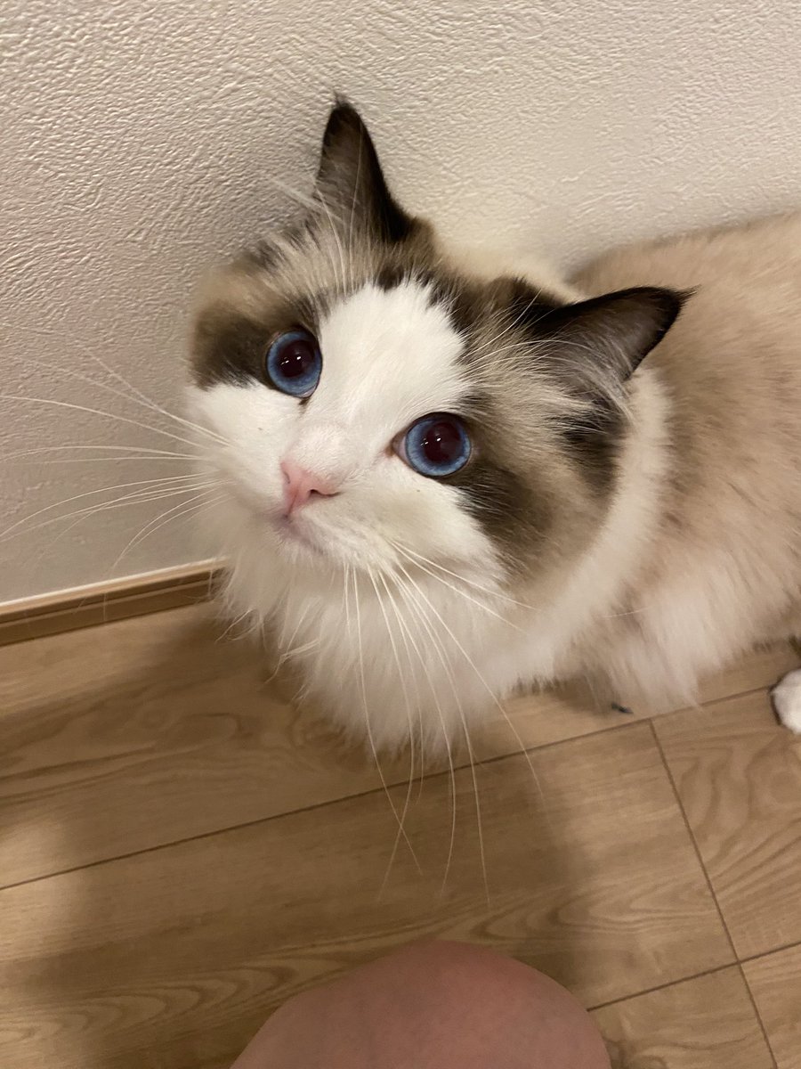 らぐぅ tweet media