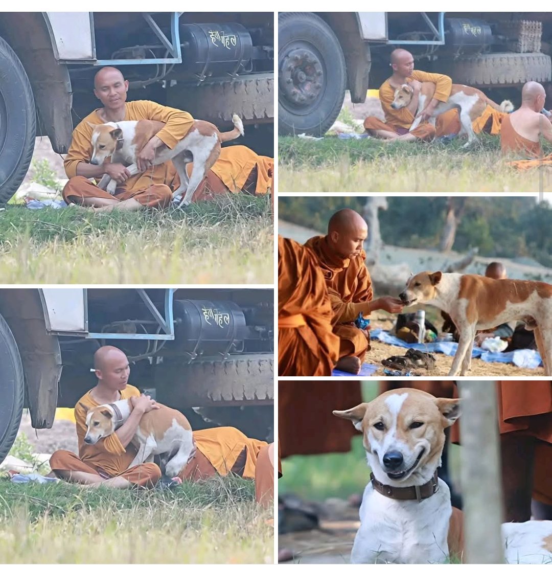 Bhikkhu Pannakara &amp; Aloka 🐾
One spreads a message of peace and compassion,the other walks beside him with silent, unconditional love.Their journey is a gentle story of kindness, loyalty, and pure hearted companionship.🙏
#WalkForPeace #AlokathePeaceDog🌿🪷