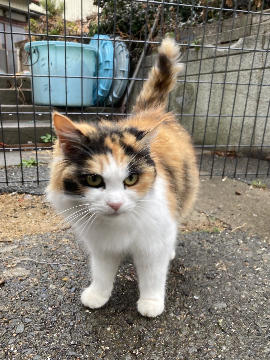 今夕の #仁斗田地区 #ポンプ置場 へ 網元さん方面へ向かうと、ルイーゼ