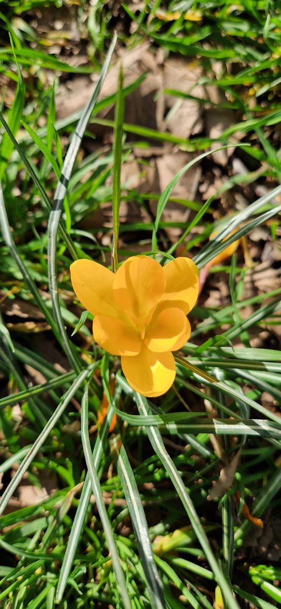 NatureScopeWand's tweet photo. Three crocus colours, three early‑spring lifelines: 
💜 nectar-rich purple 
🤍 pollen-packed white‑striped 
💛 bright yellow “landing lights” 
Small flowers, big impact. #SpringBloom #PollinatorPower https://t.co/2pEj8bWxha