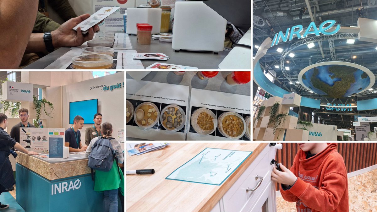 INRAE_BzhNdie's tweet photo. 🌾Des recherches aux solutions : @INRAE_France au Salon international de l'agriculture ! Jusqu'au 1er mars, retrouvez les équipes rennaises de l'UMR STLO sur l'espace grand public dédié à la fermentation sur le stand INRAE 📍Hall 5.2 stand B051 https://t.co/tgWRGySutE