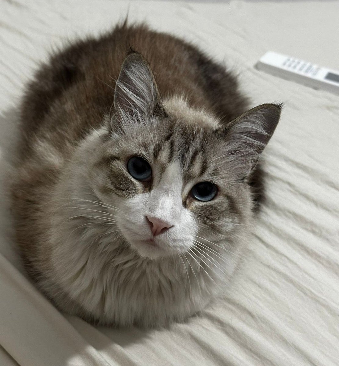 Bom dia com meu sushi bolota pra vcs💕